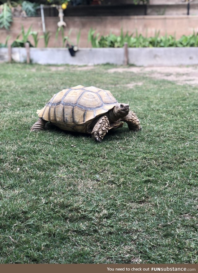 Our AirBnB came with a roommate. His name is Fred. And he is a tortoise