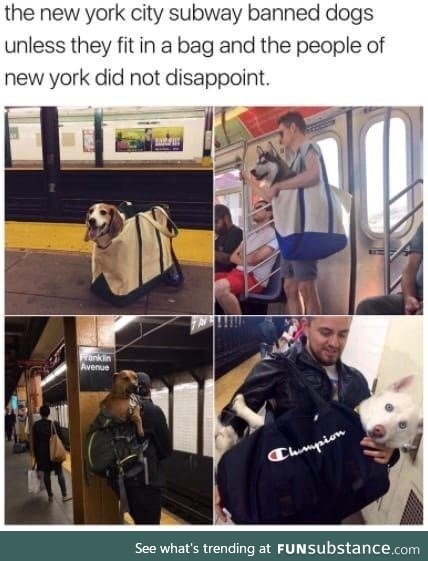 The first dog looks so precious