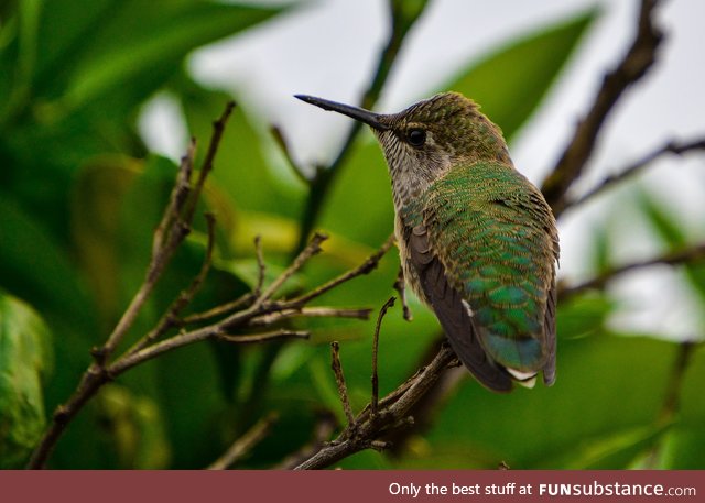 I saved a hummingbird from the cold last year and this year it came back