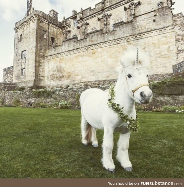Just the national symbol of Scotland chilling outside a Scottish castle, nothing to see