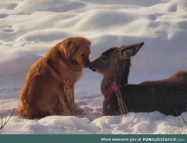 You are not doggo but I love you plenty