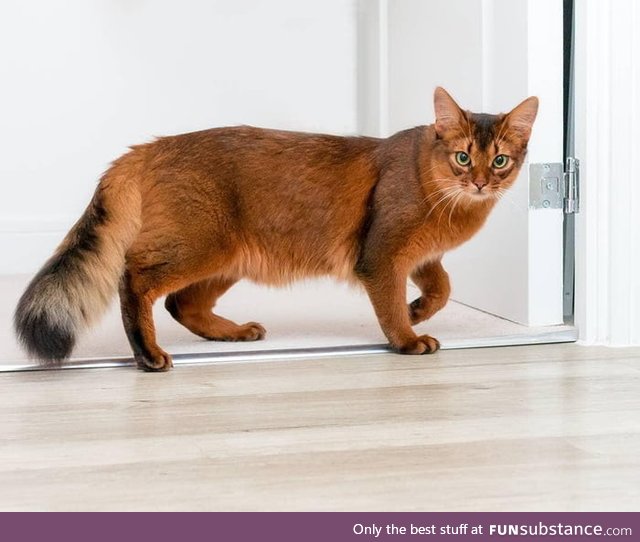 Somali cat looks kinda like a fox