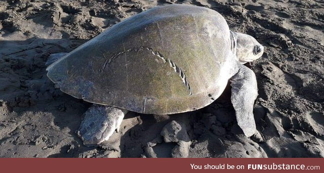 A turtle in Costa Rica that won the battle against a shark