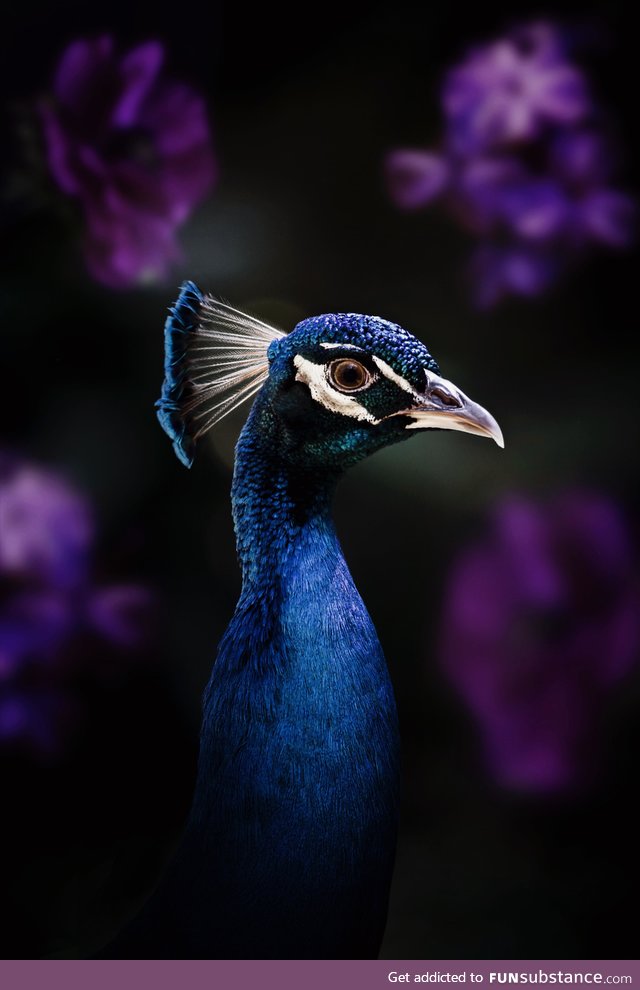 My friend has peacocks that live on her massive property. Here’s an image of one