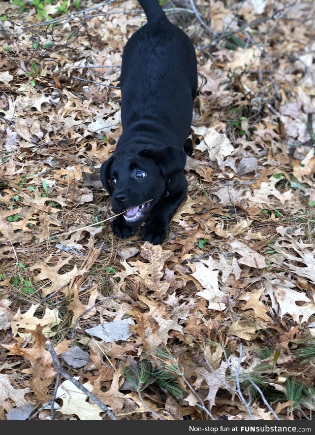 My black lab puppy, Nova