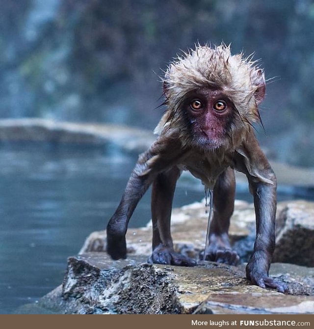 A Japanese snow monkey fresh out of the natural hot spring