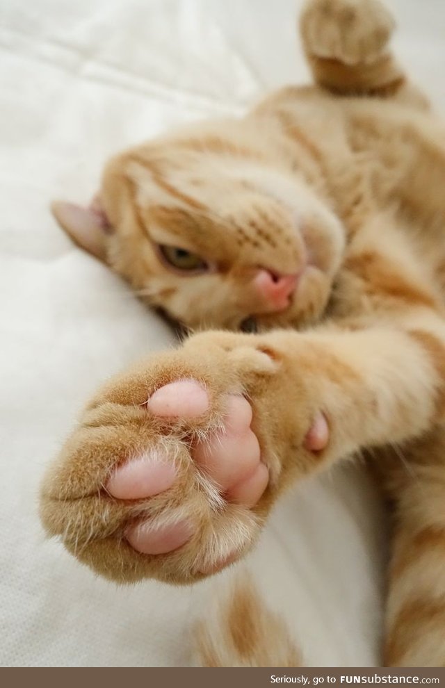 Toe beans