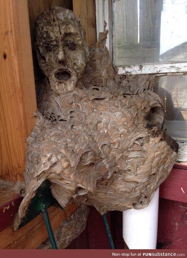Hornets nest that formed around the face of a wooden statue that was left in a shed