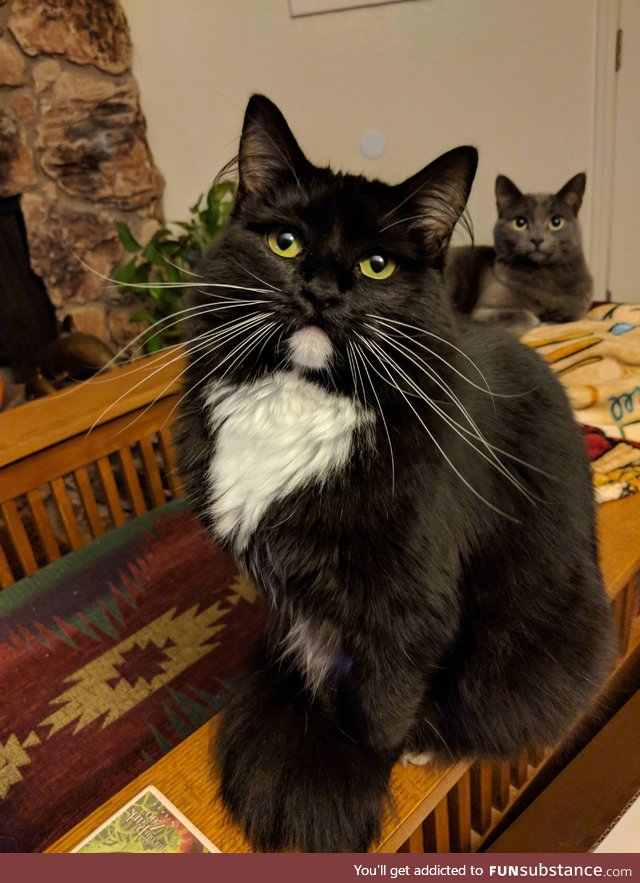 We adopted some whiskers that came with a cat