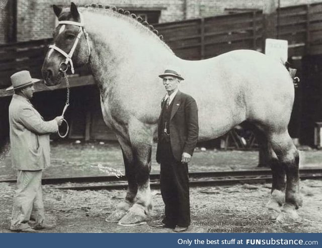 Considered to be the world's largest horse for many years, Brooklyn Supreme the