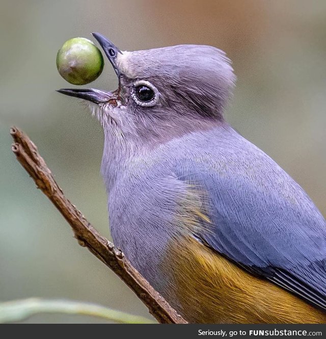 Gray Silky-flycatcher