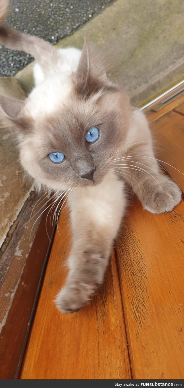 As a mailman I meet a lot of cats. This one had amazing eyes