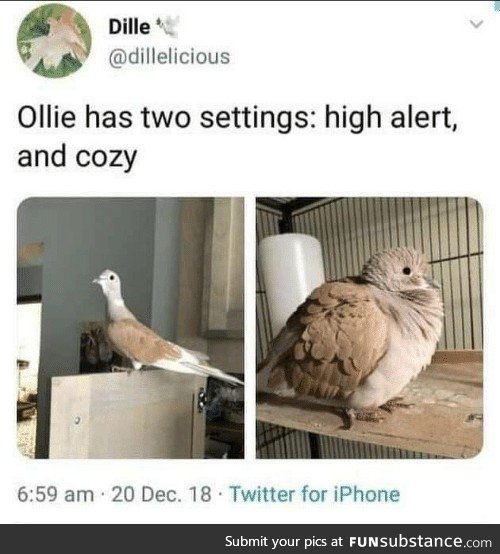 Same, Ollie
