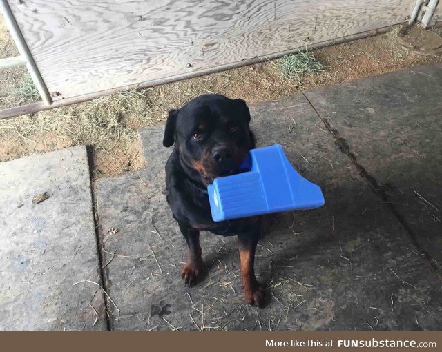 Good boy helps me feed horses