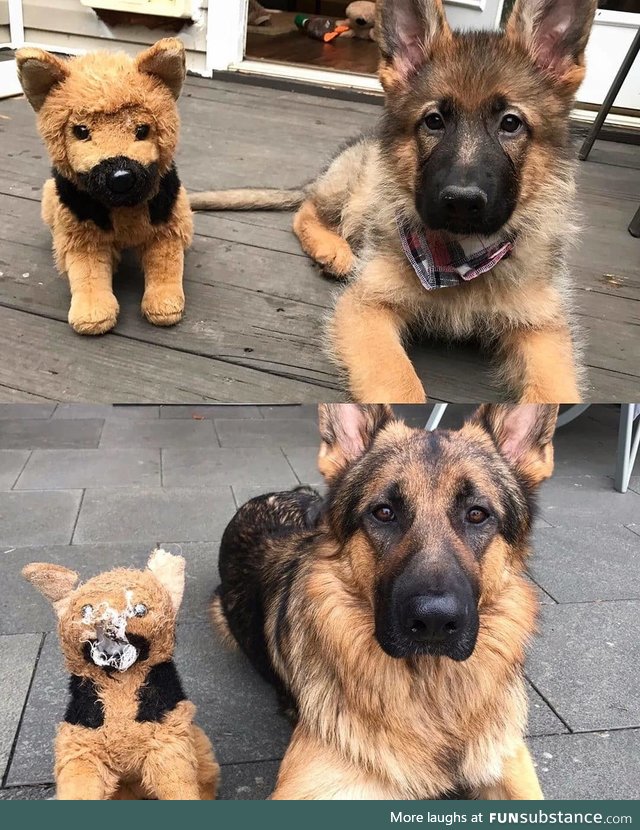 A good boy and his favorite toy over the years