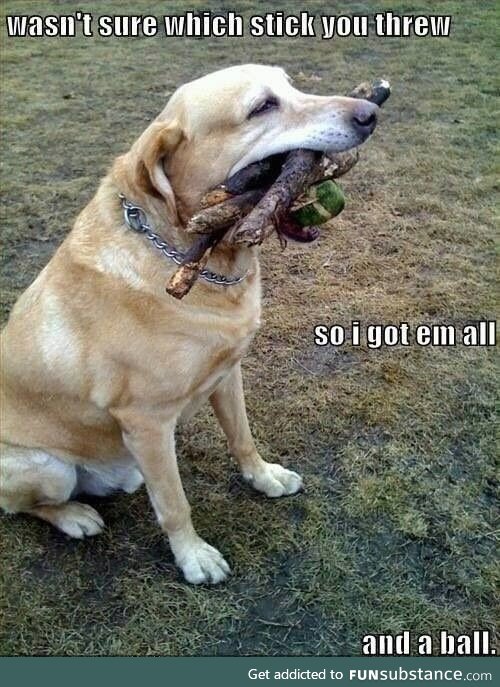Every time I take my dog to the park