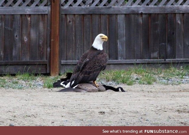 Illegal Canadian Immigrant stopped by Patriot