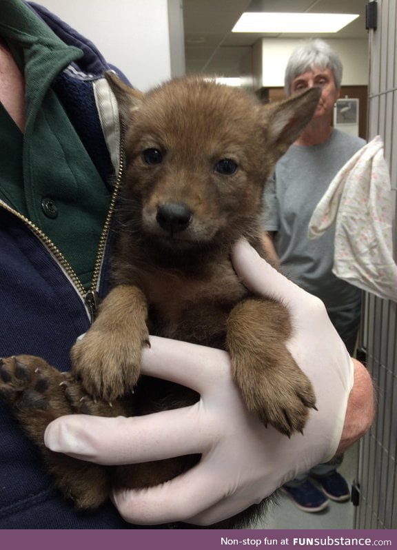 Are baby coyotes welcome here?