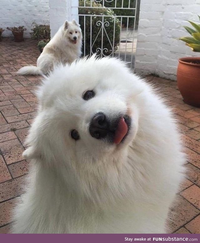 More fluffy angels