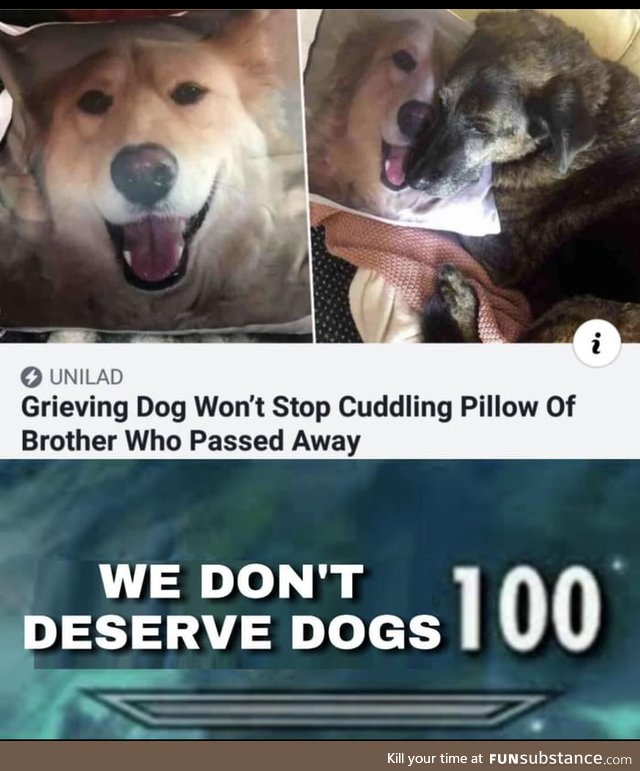 R.I.P Doggos grieve too