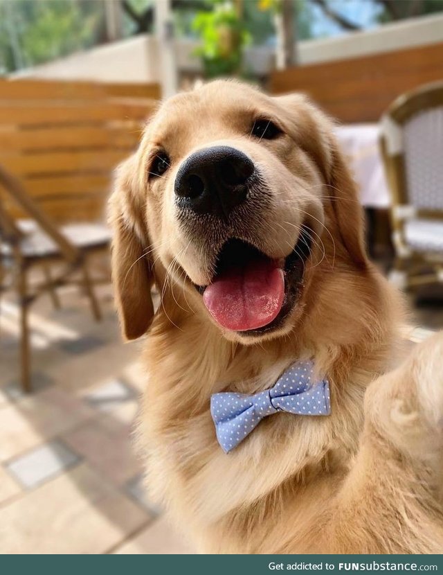 Best boi