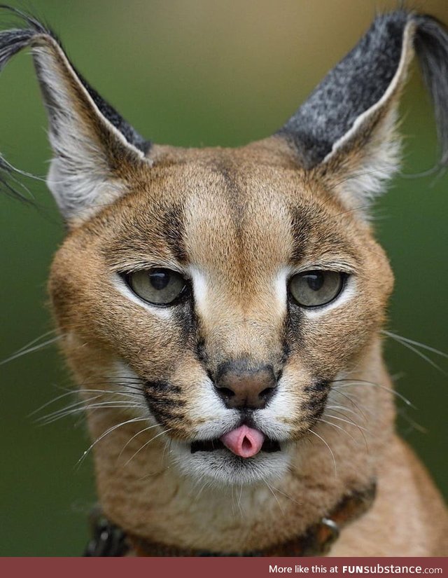 African caracal rolling its tongue