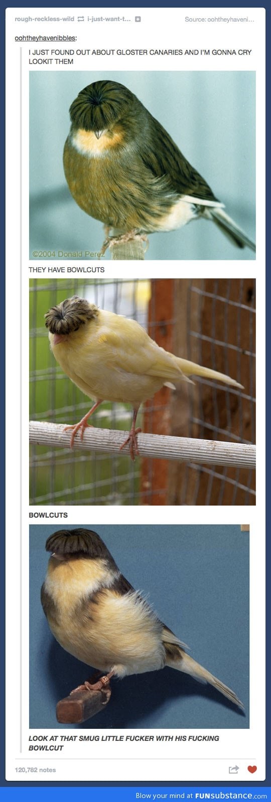 These birds have bowlcuts