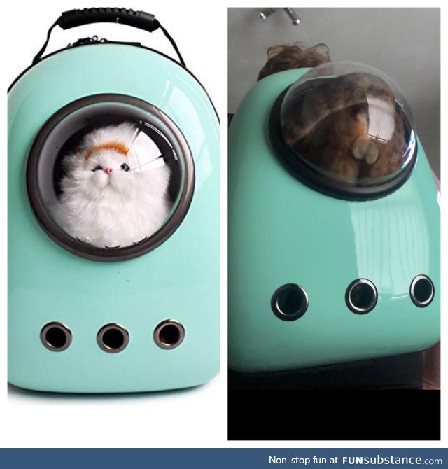 Expectation vs reality - cat edition