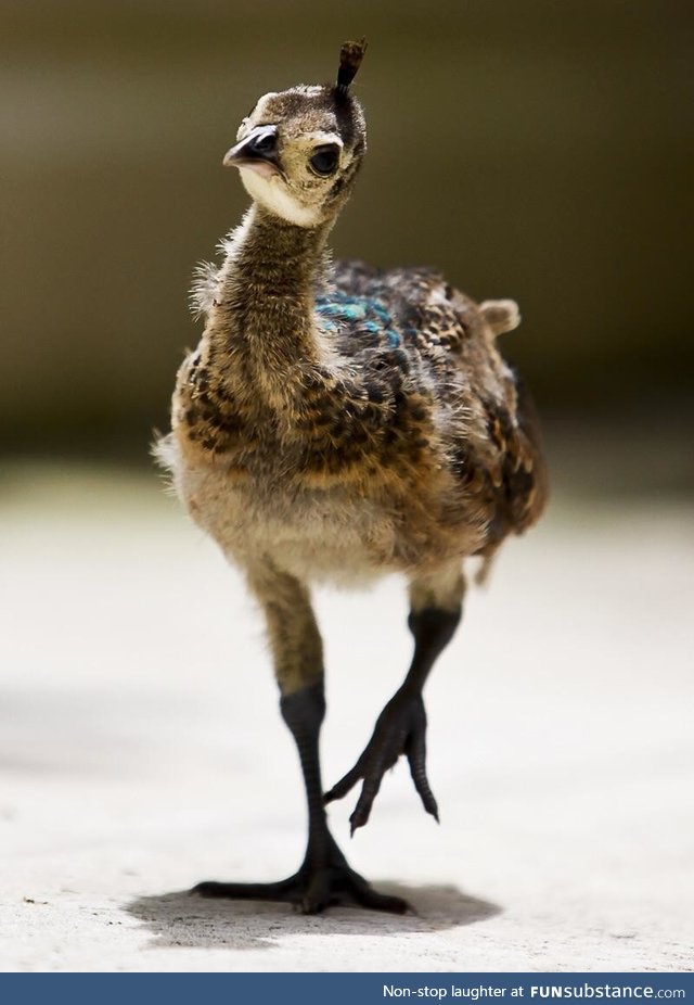 Baby peacock getting ready to bloom