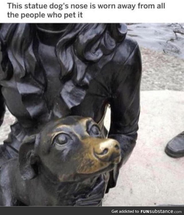 Boop the doggo's snoot