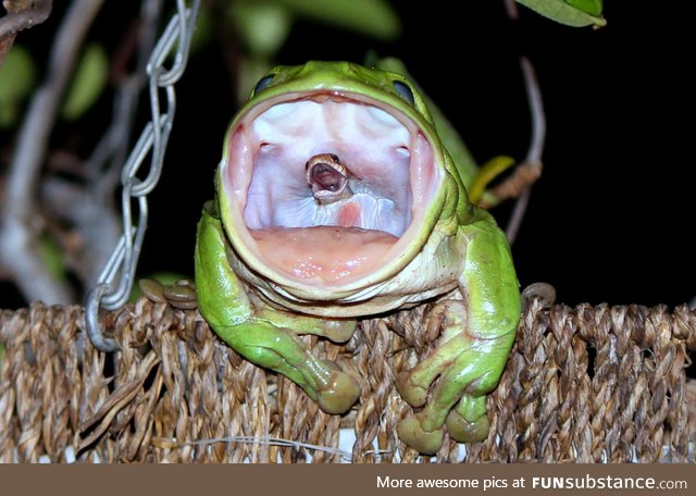 That is a snake scrambling to escape. The snake lost.