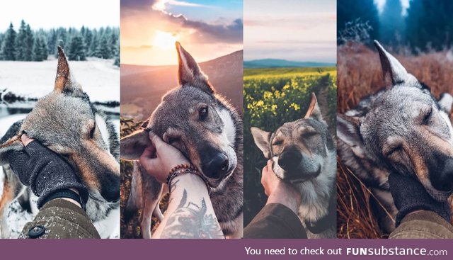 A dog for all seasons