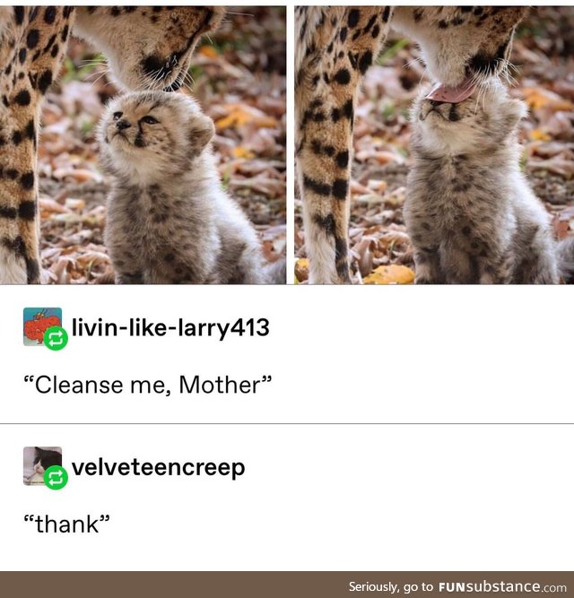 She licc
