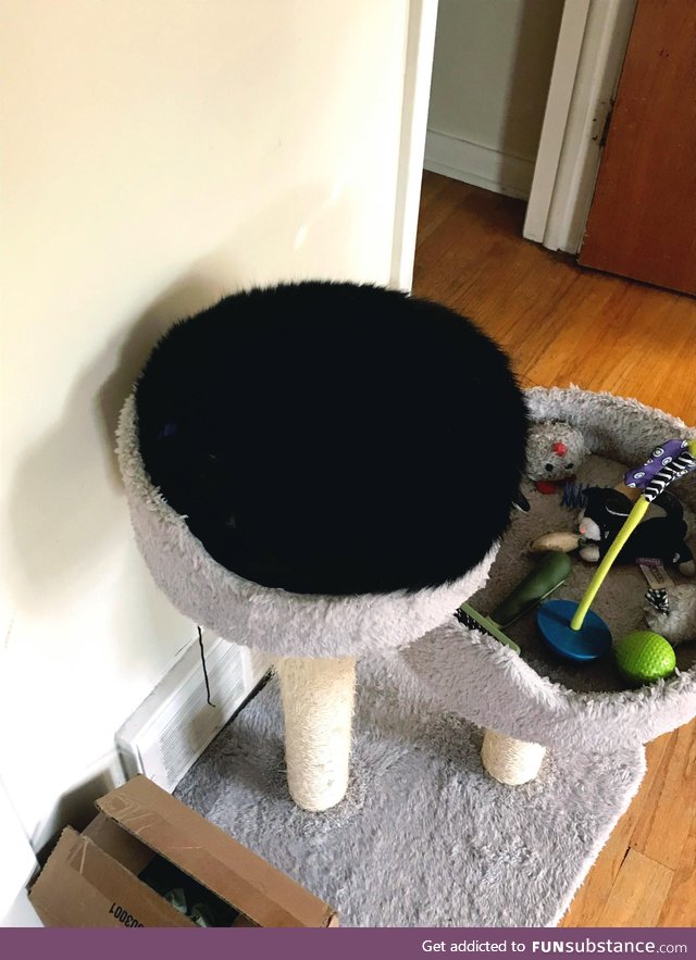 My cat kinda looks like a fuzzy stool top