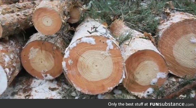 Trees in Chernobyl the light rings pre explosion 1986, the dark rings post explosion