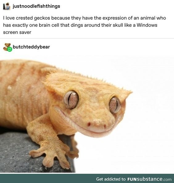 Gek
