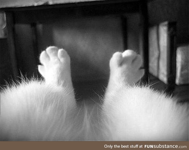If my cat had an Instagram: Just chillin', might knock something off the table later