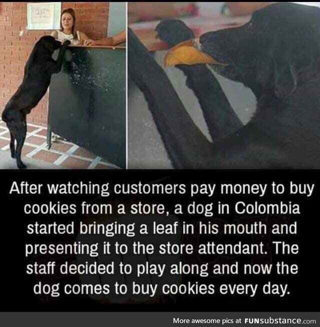 Good boy pays for his meals!