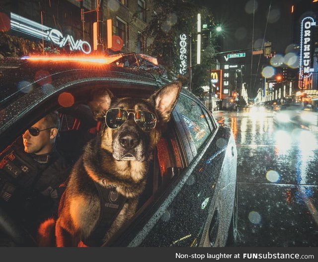 The Vancouver Police Department made a police dog calendar. This badass photo of a K9 and