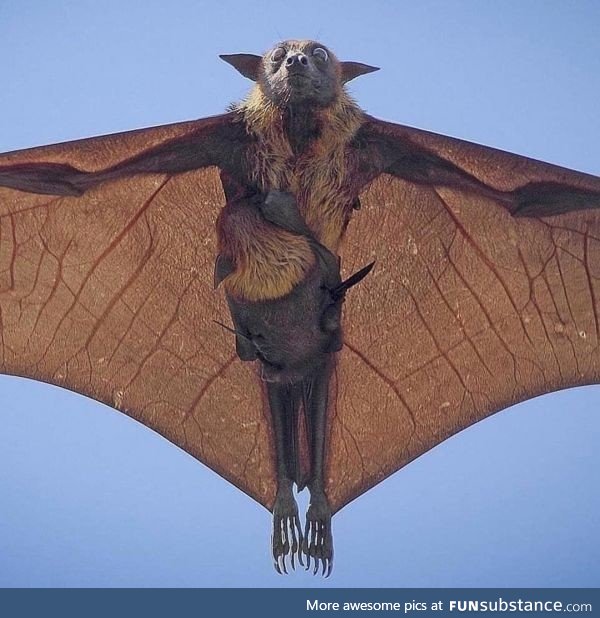 ???? Indian flying fox and baby along the ride ????