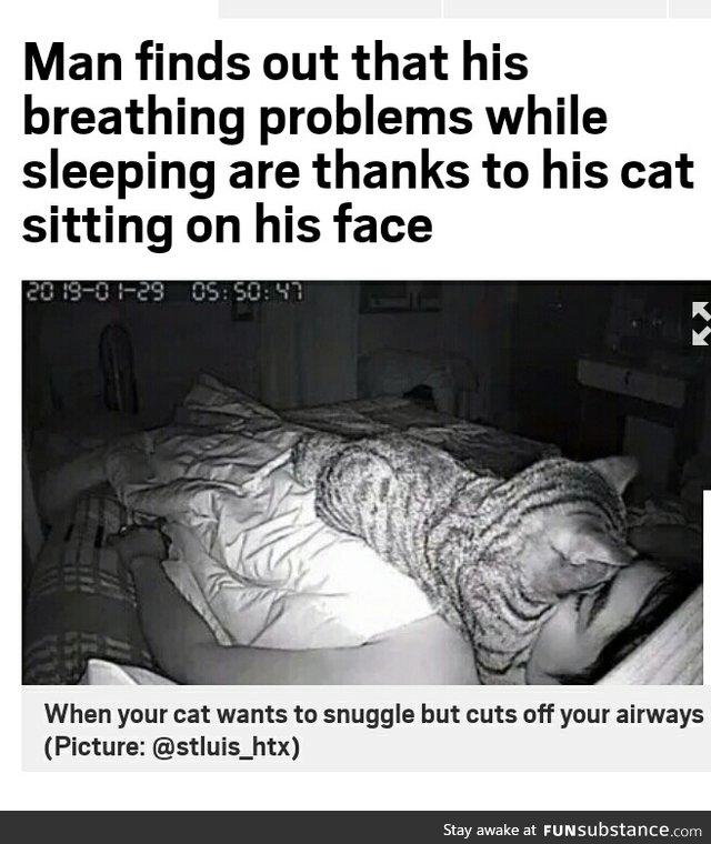Cats are assholes