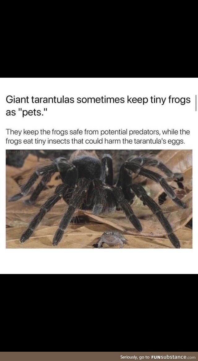 Just imagine seeing a scary spider with a cute baby frog