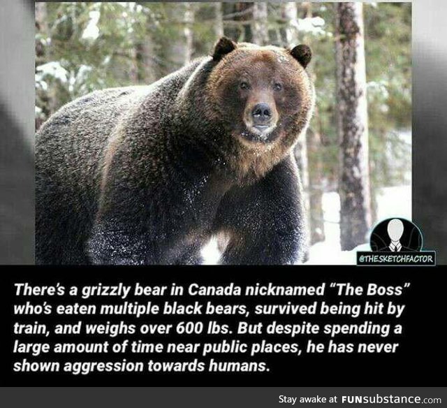 Alpha bear