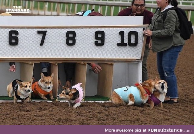 Corgi racing