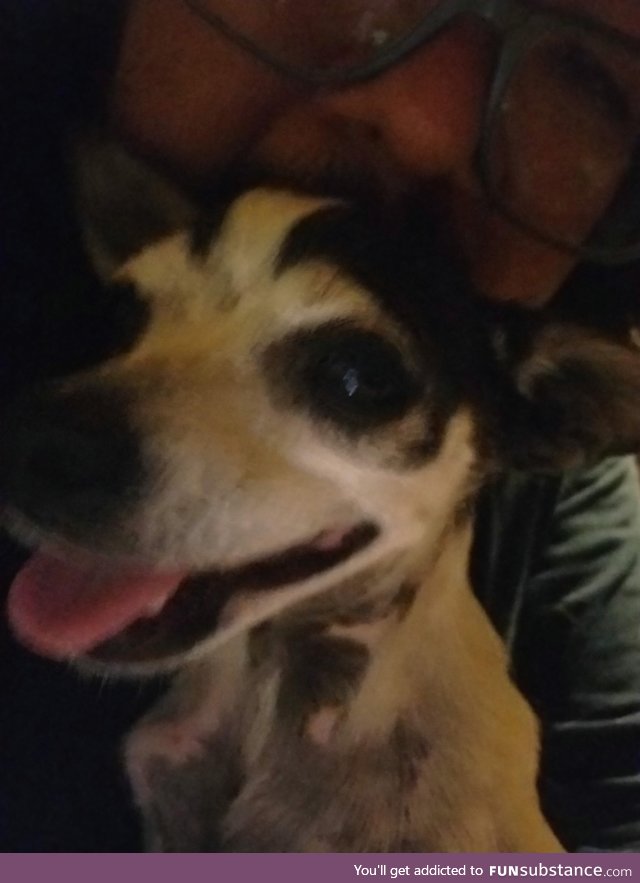 Puppers? I own a few. Here's Kenzie :3