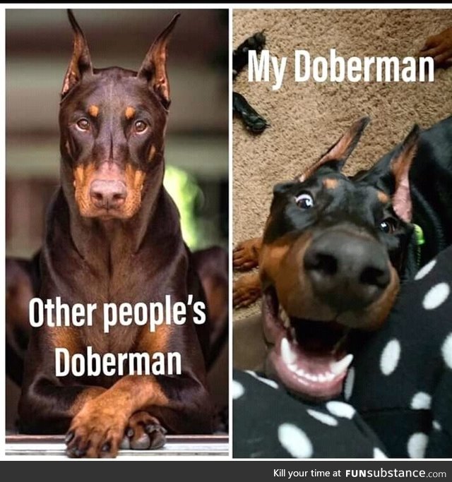 Other peoples Dogs vs My dog