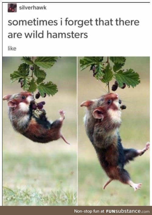 Wild, wild hamsters