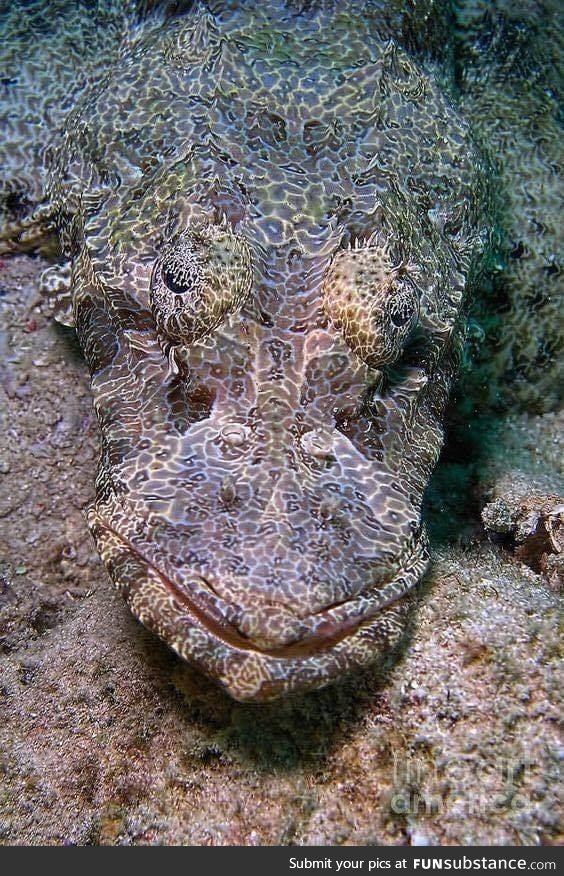 Crocodile Fish !