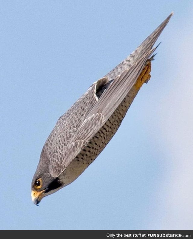 A Peregrin falcon dive. The peregrine falcon is the fastest diving bird in the world and