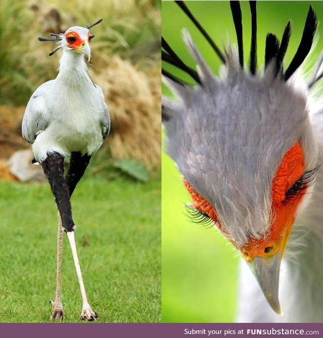 Secretarybird